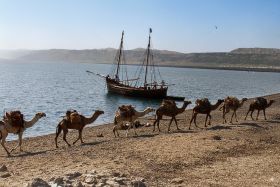 Καμήλες (καραβάνι) στο δρόμο Τραπεζούντας-Ερζερούμ το 1900 