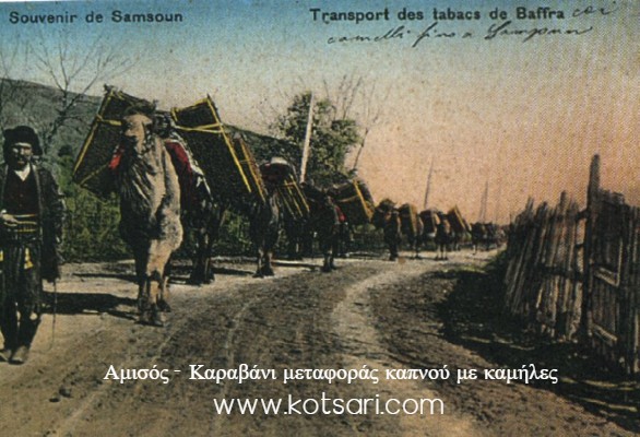 Αμισός (Σαμψούντα), καραβάνι μεταφοράς καπνού με καμήλες 
